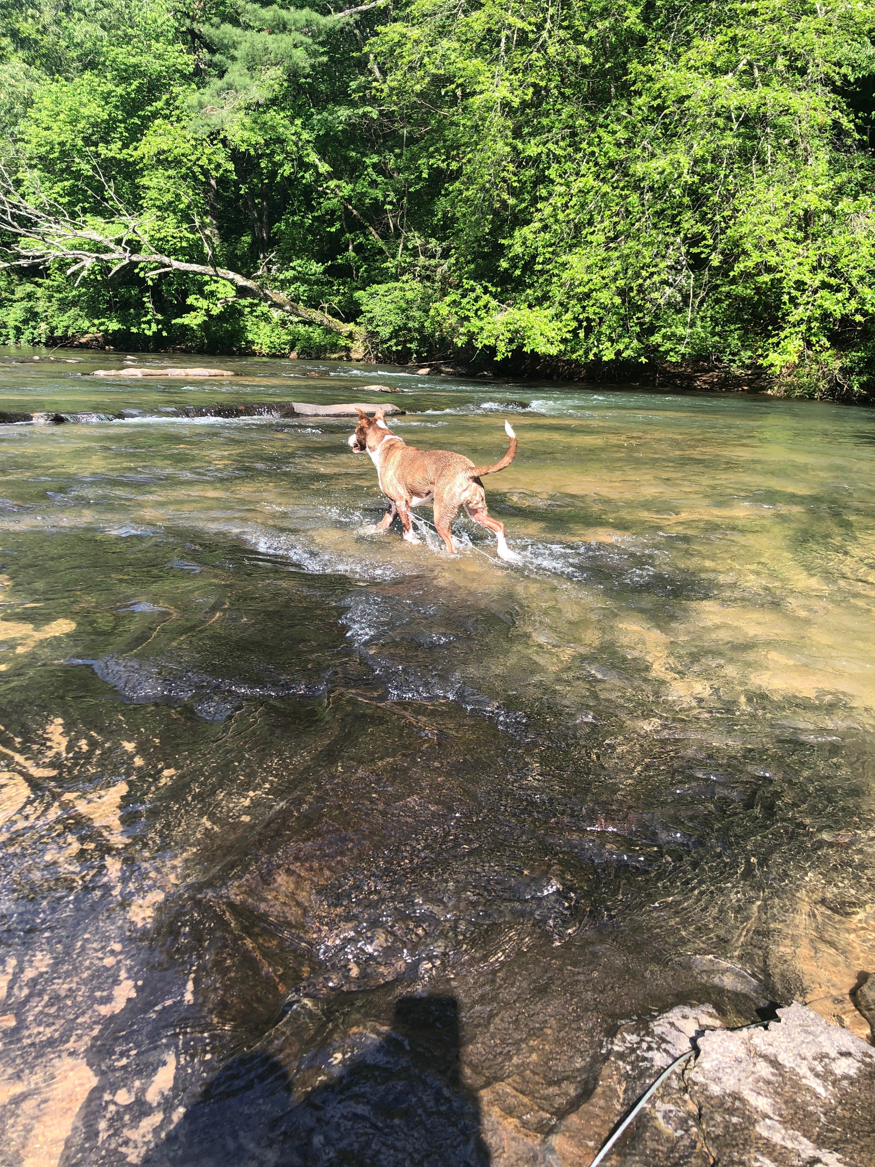 Nicole R.'s photo of camping with pets at River Falls at the Gorge near Baldwin, GA