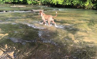 Nicole R.'s photo of camping with pets at River Falls at the Gorge near Baldwin, GA