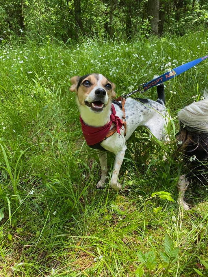 Kellie A.'s photo of camping with pets at Wolf Run State Park Campground near Caldwell, OH