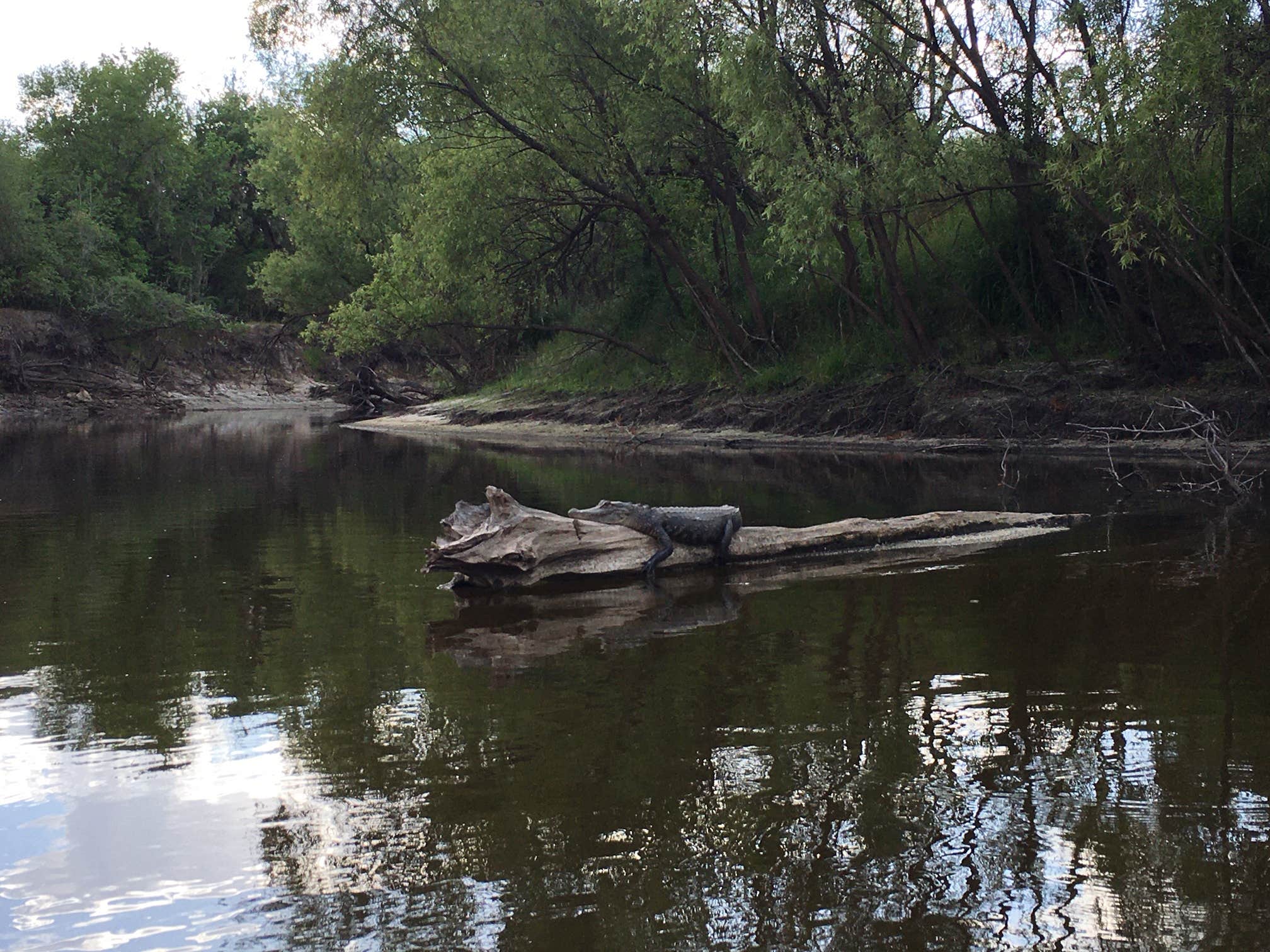 Camper-submitted photo at Brownville Park near Arcadia, FL