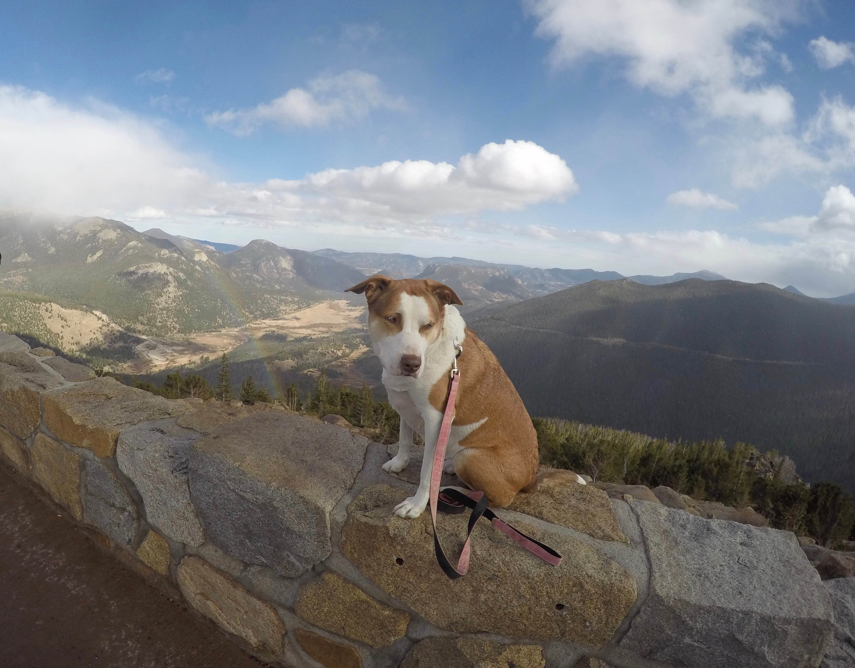 Daniel S.'s photo of camping with pets at Aspenglen Campground — Rocky Mountain National Park near Estes Park, CO