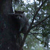 Review photo of Campground at James Island County Park by Trevor B., June 3, 2020