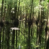 Review photo of Highlands Hammock State Park Campground by Jennifer B., June 3, 2020
