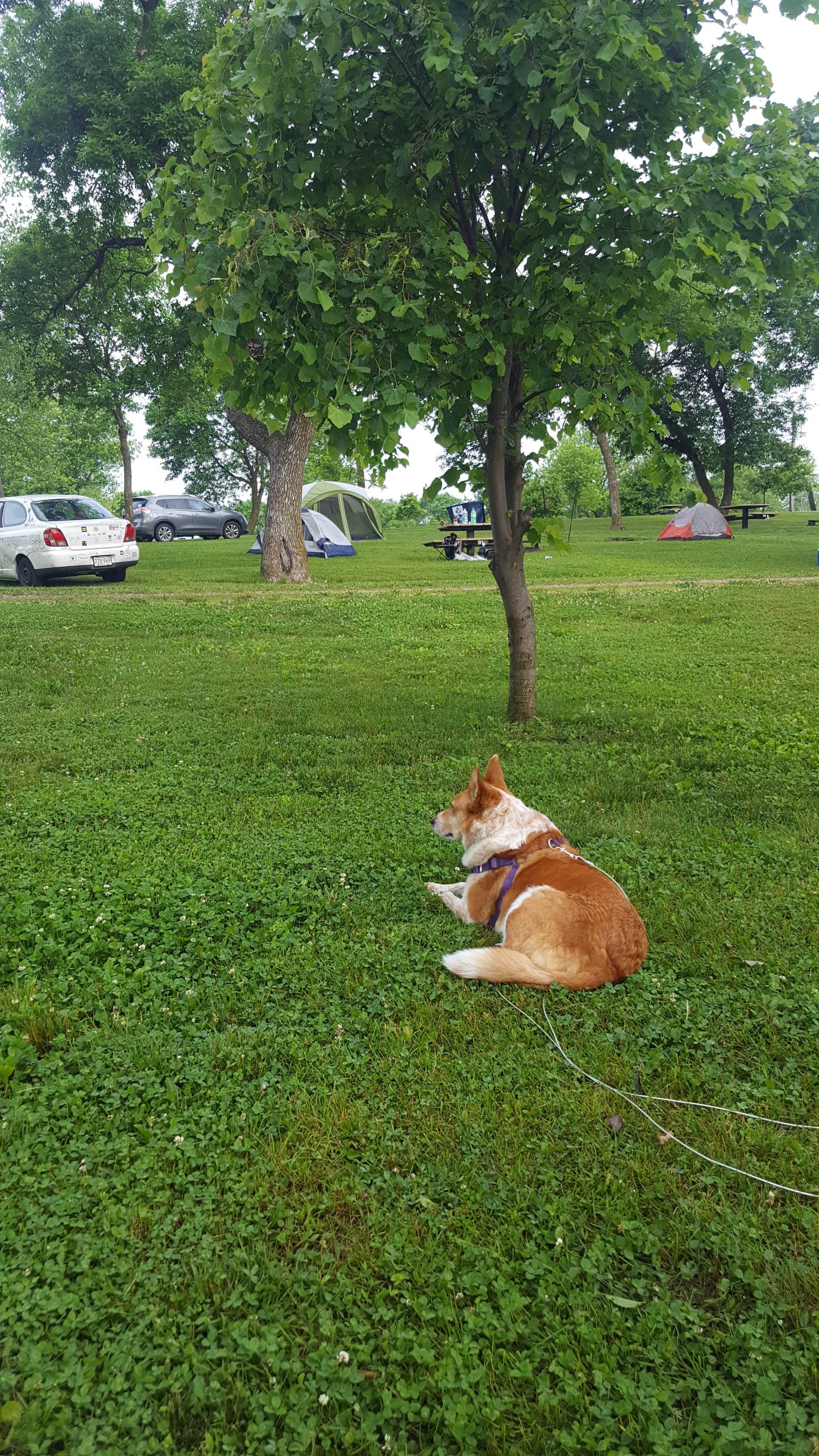 Katharine H.'s photo of camping with pets at Lake View Campground near Lincoln, NE