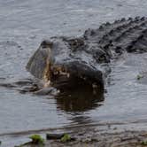 Review photo of Paynes Prairie Preserve State Park Campground by B M., June 4, 2020