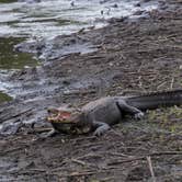 Review photo of Paynes Prairie Preserve State Park Campground by B M., June 4, 2020