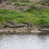 Review photo of Paynes Prairie Preserve State Park Campground by B M., June 4, 2020