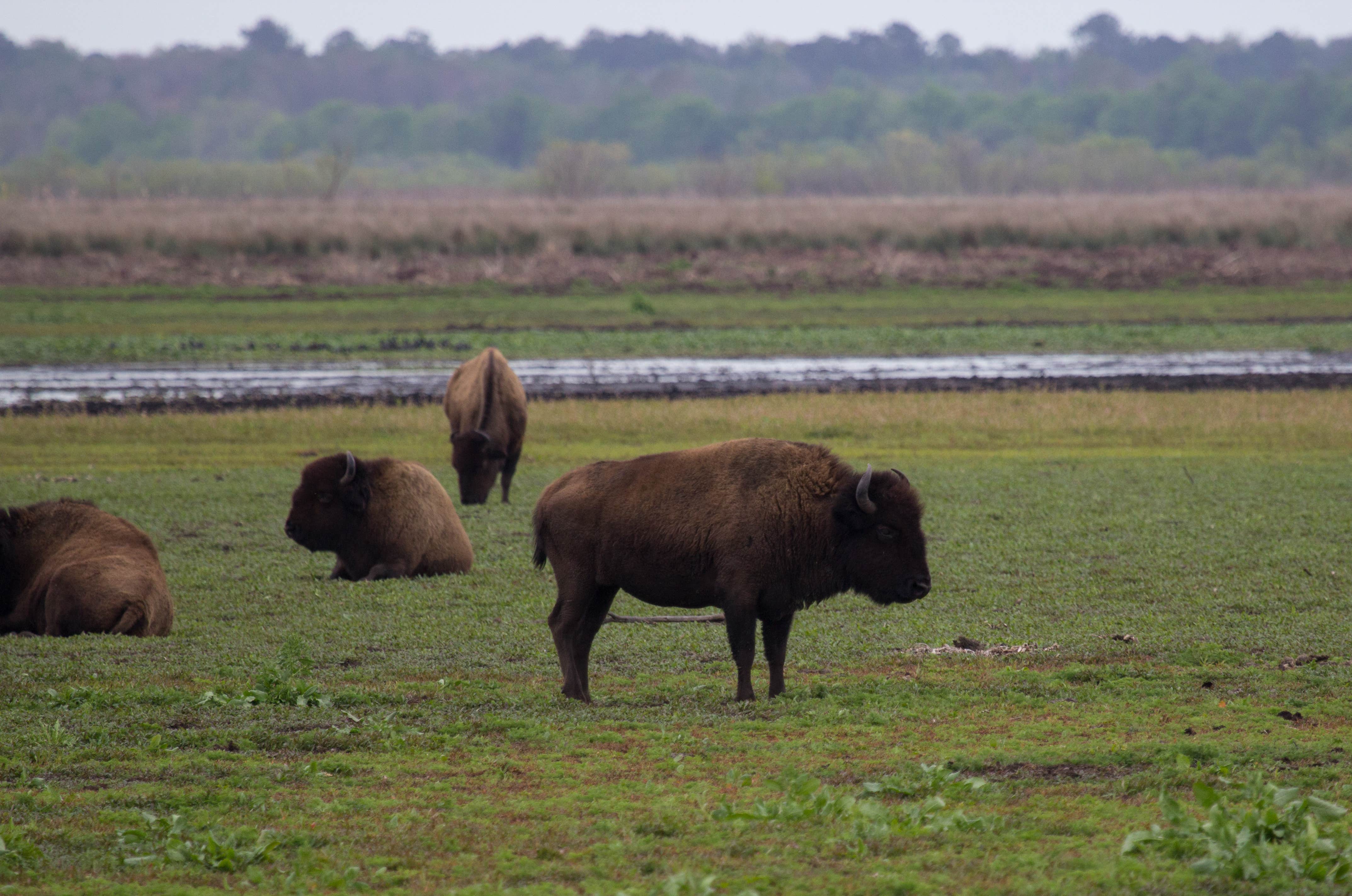B M.'s photo of camping with a horse at Paynes Prairie Preserve State Park Campground near Florahome, FL