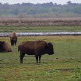 Review photo of Paynes Prairie Preserve State Park Campground by B M., June 4, 2020