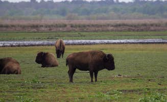 B M.'s photo of camping with a horse at Paynes Prairie Preserve State Park Campground near Ocklawaha, FL