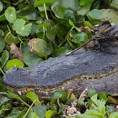 Review photo of Paynes Prairie Preserve State Park Campground by B M., June 4, 2020