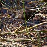 Review photo of Paynes Prairie Preserve State Park Campground by B M., June 4, 2020