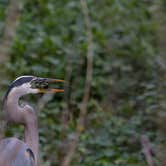 Review photo of Paynes Prairie Preserve State Park Campground by B M., June 4, 2020