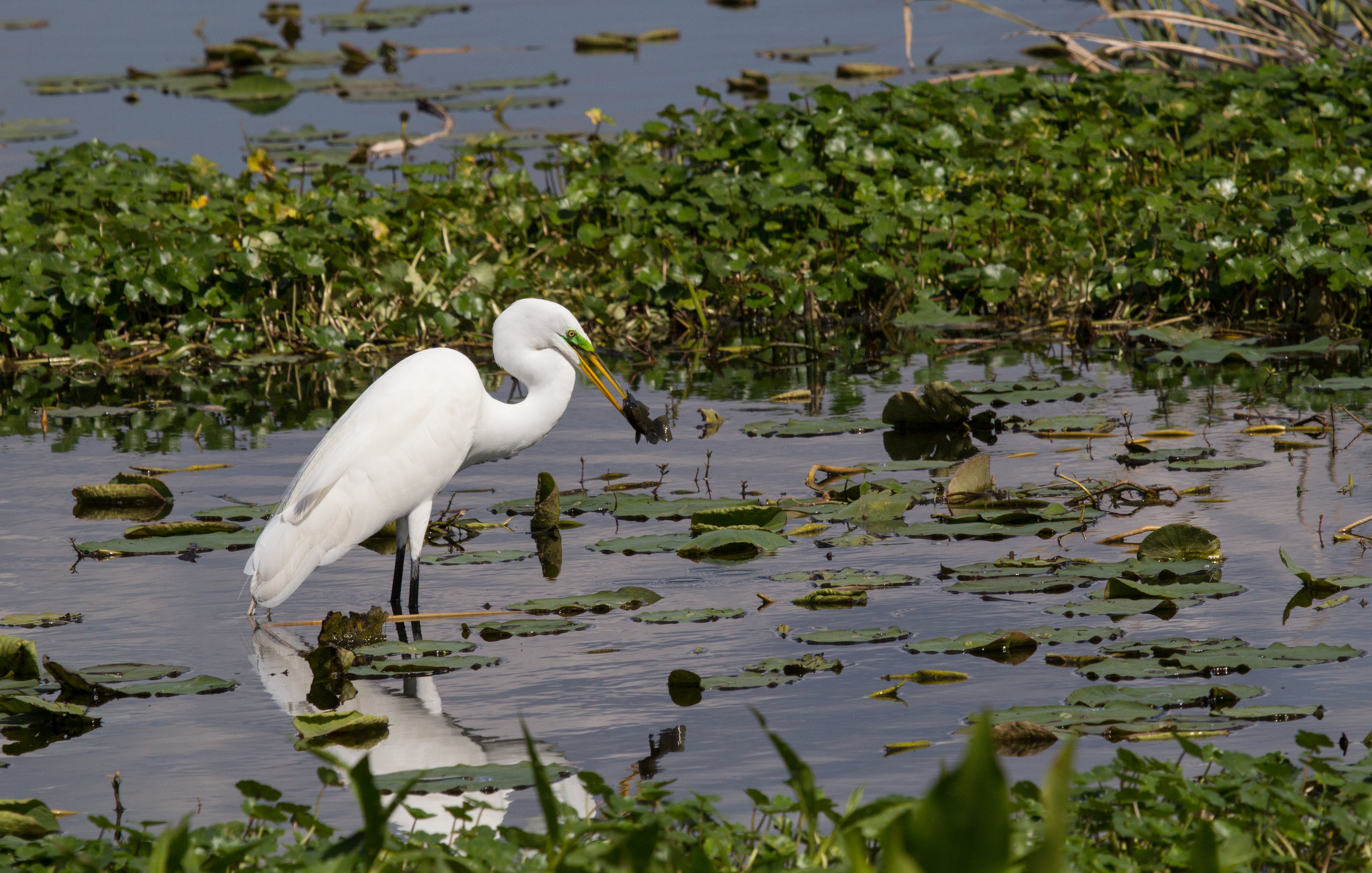Egret at Sweetwater Preserve