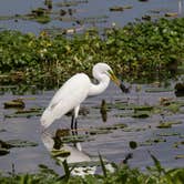 Review photo of Paynes Prairie Preserve State Park Campground by B M., June 4, 2020