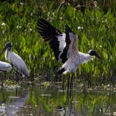 Review photo of Paynes Prairie Preserve State Park Campground by B M., June 4, 2020