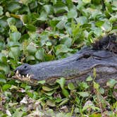 Review photo of Paynes Prairie Preserve State Park Campground by B M., June 4, 2020