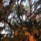 Review photo of Paynes Prairie Preserve State Park Campground by B M., June 4, 2020