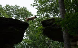 B M.'s photo of camping with pets at Fox Hill RV Park & Campground near Baraboo, WI