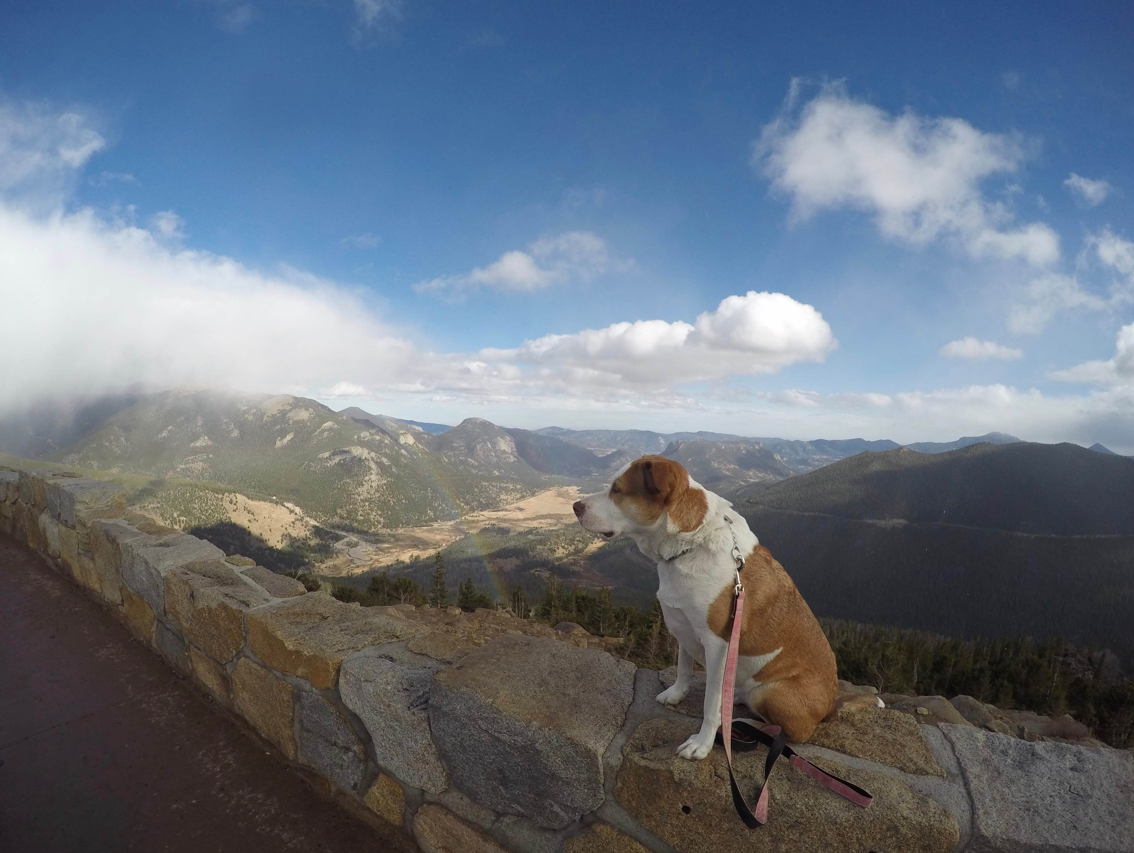 Daniel S.'s photo of camping with pets at East Portal Campground at Estes Park near Estes Park, CO