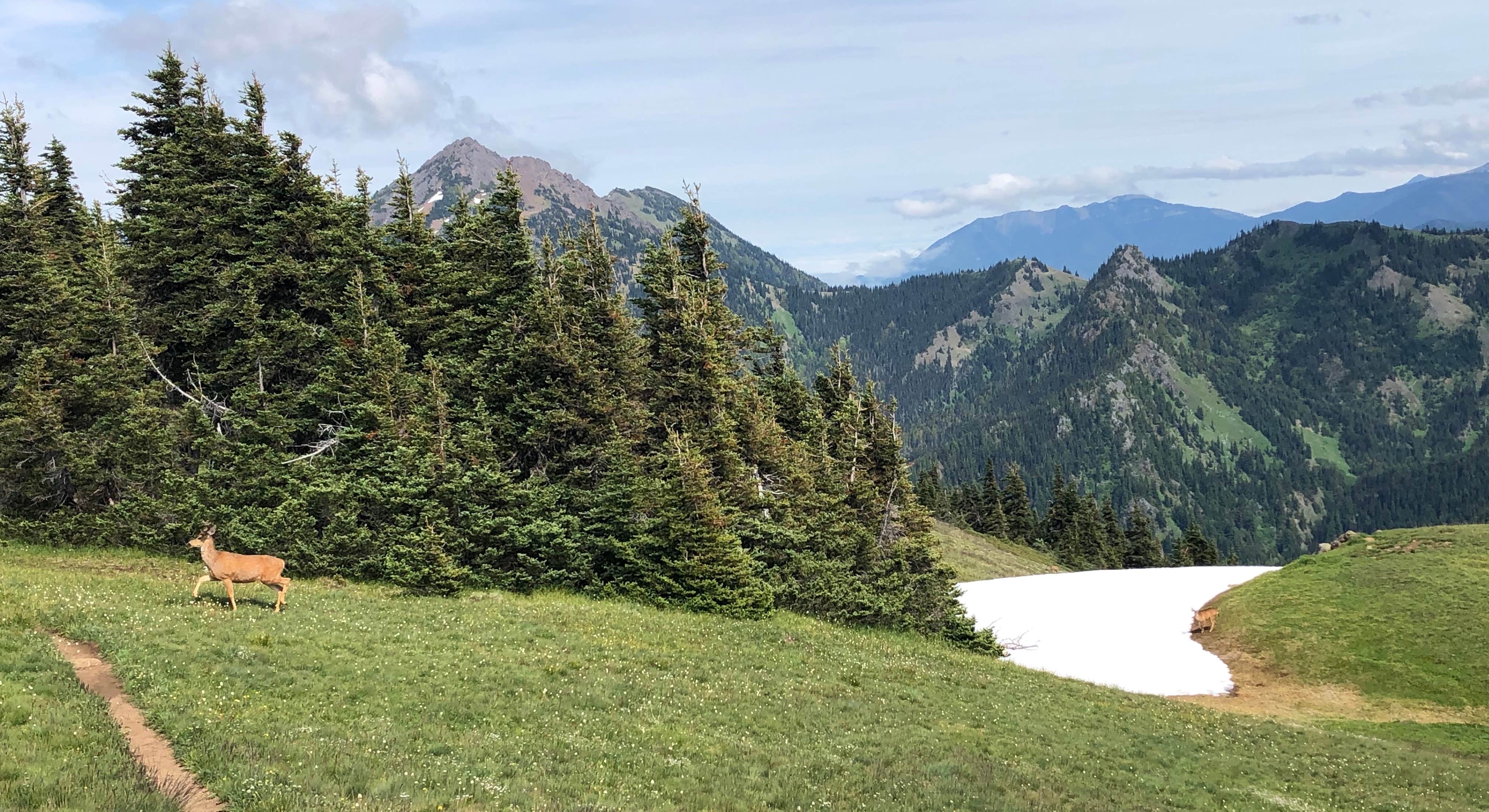 Scenic Mountain Views with Deer in Background at Heart O' the Hills Campground in Olympic National Park