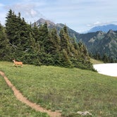 Review photo of Heart O' the Hills Campground — Olympic National Park by MomSolo , June 4, 2020