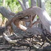 Review photo of Skidaway Island State Park Campground by B M., June 5, 2020