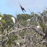 Review photo of Skidaway Island State Park Campground by B M., June 5, 2020