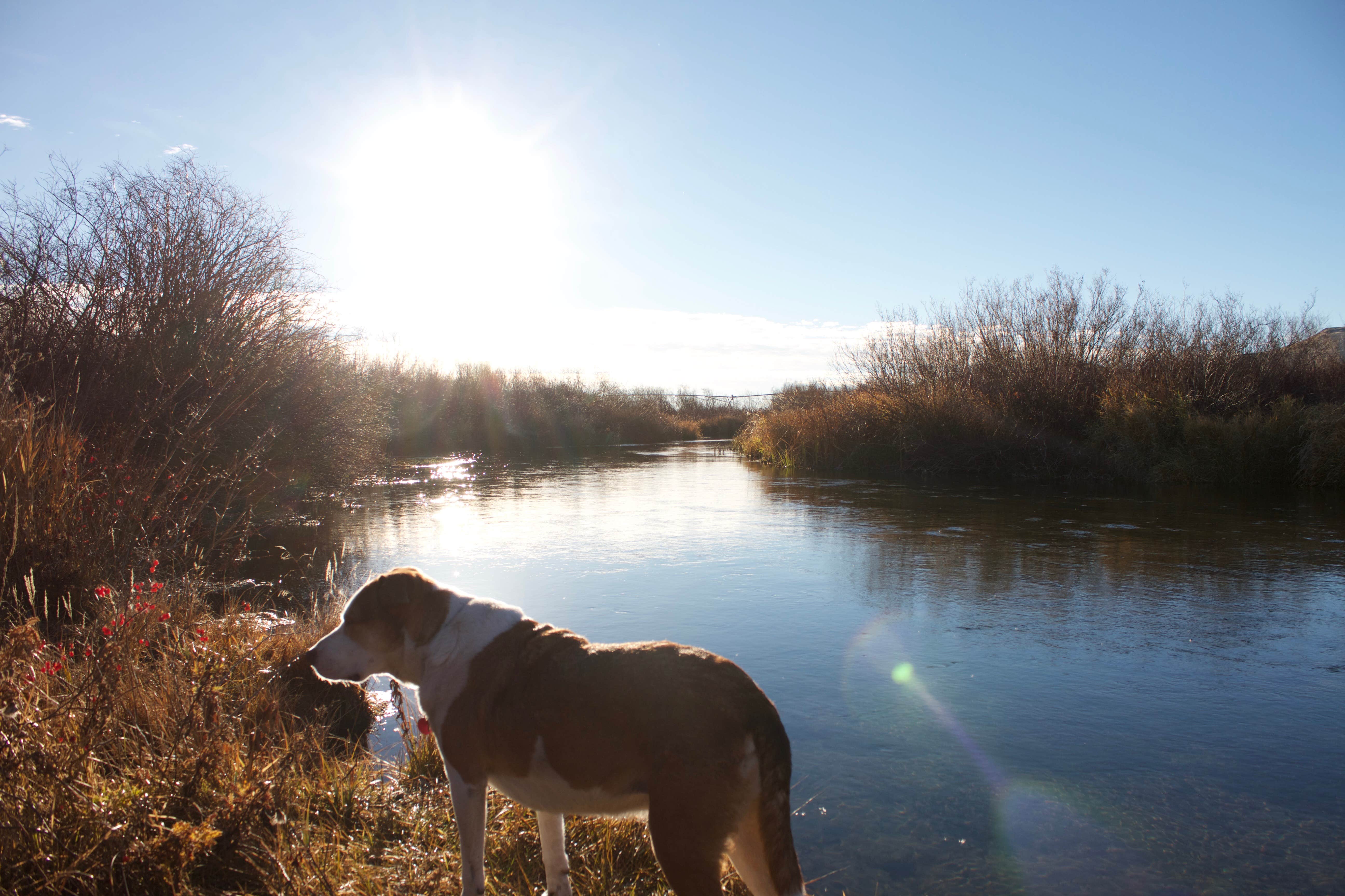Daniel S.'s photo of camping with pets at Silver Creek Plunge near Garden Valley, ID