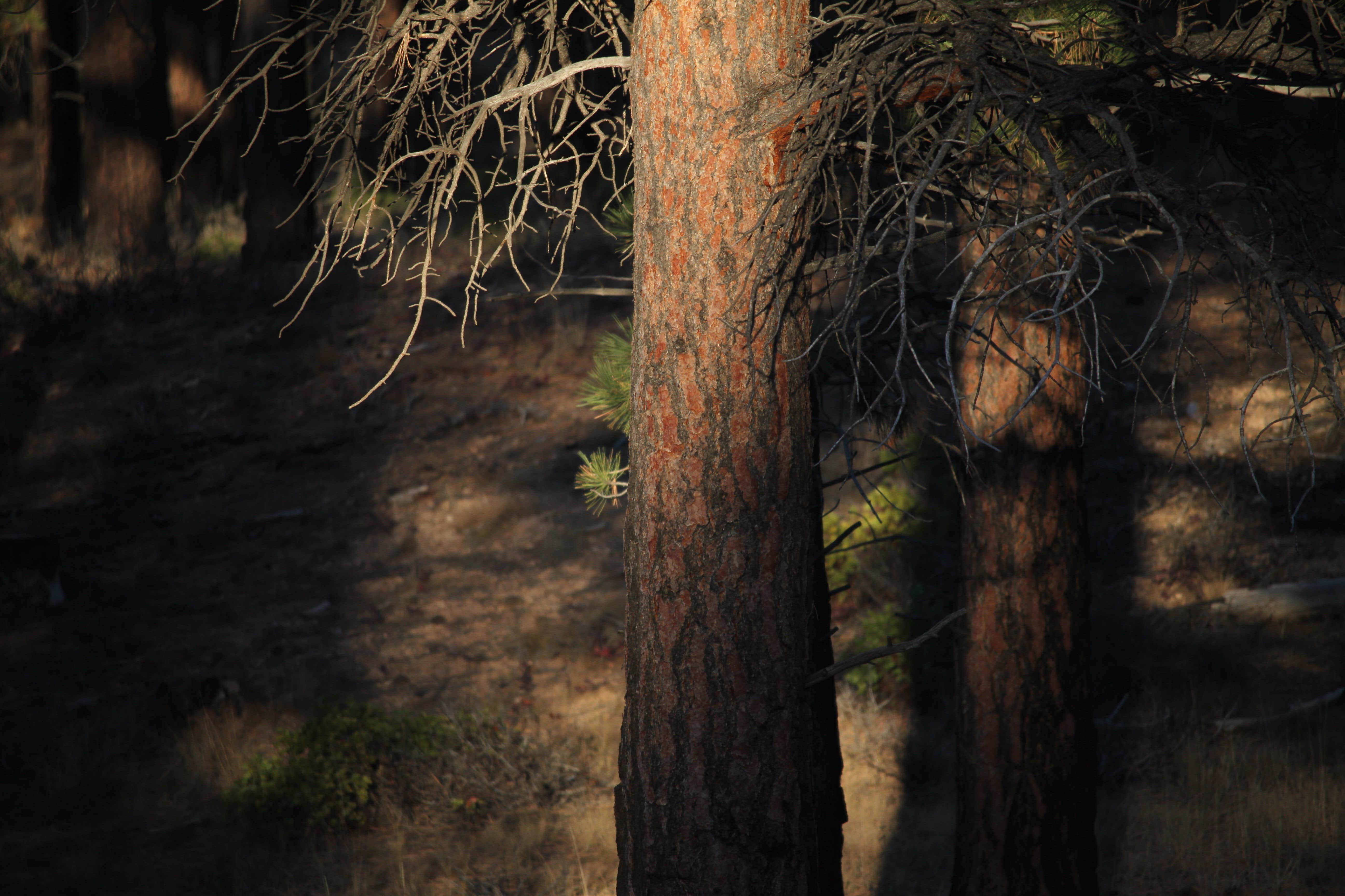 Camper-submitted photo at Stoddard Creek Campground near Spencer, ID