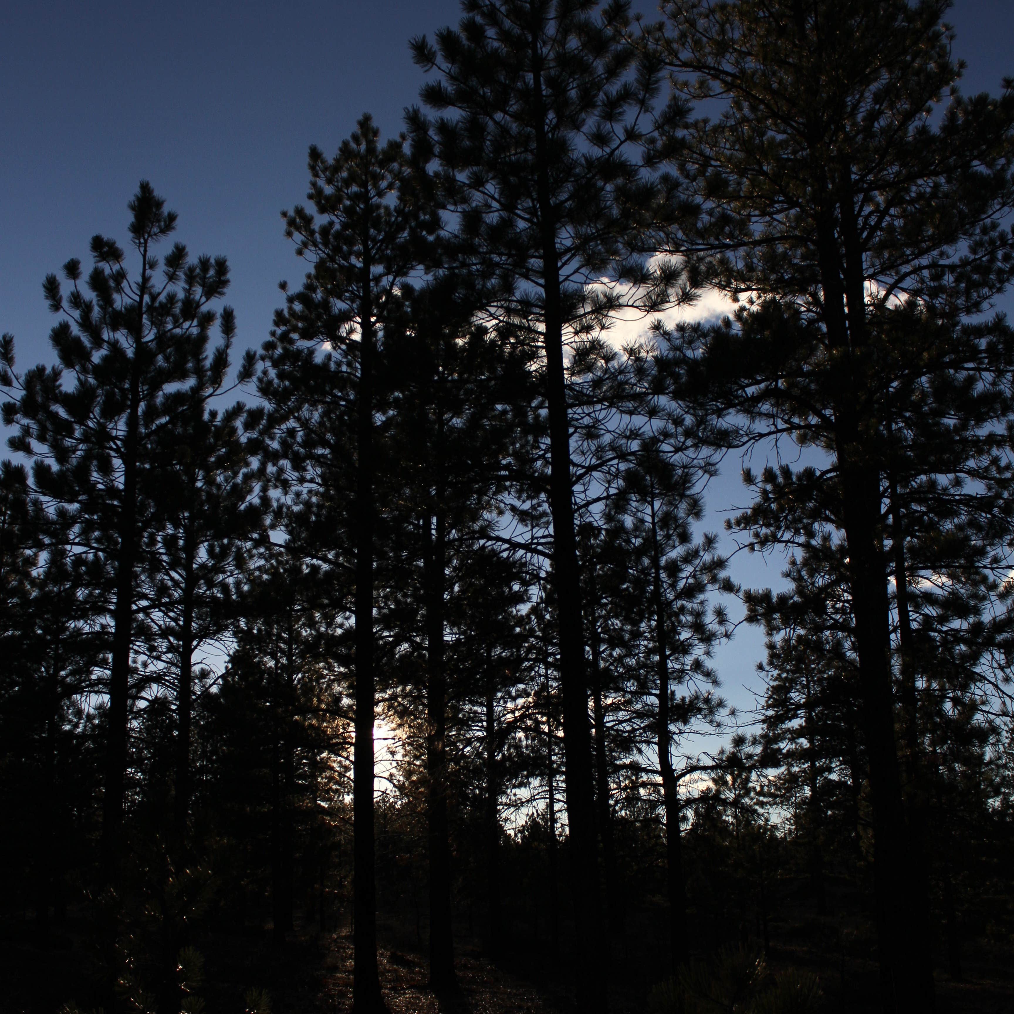 Stoddard Creek Campground Camping The Dyrt