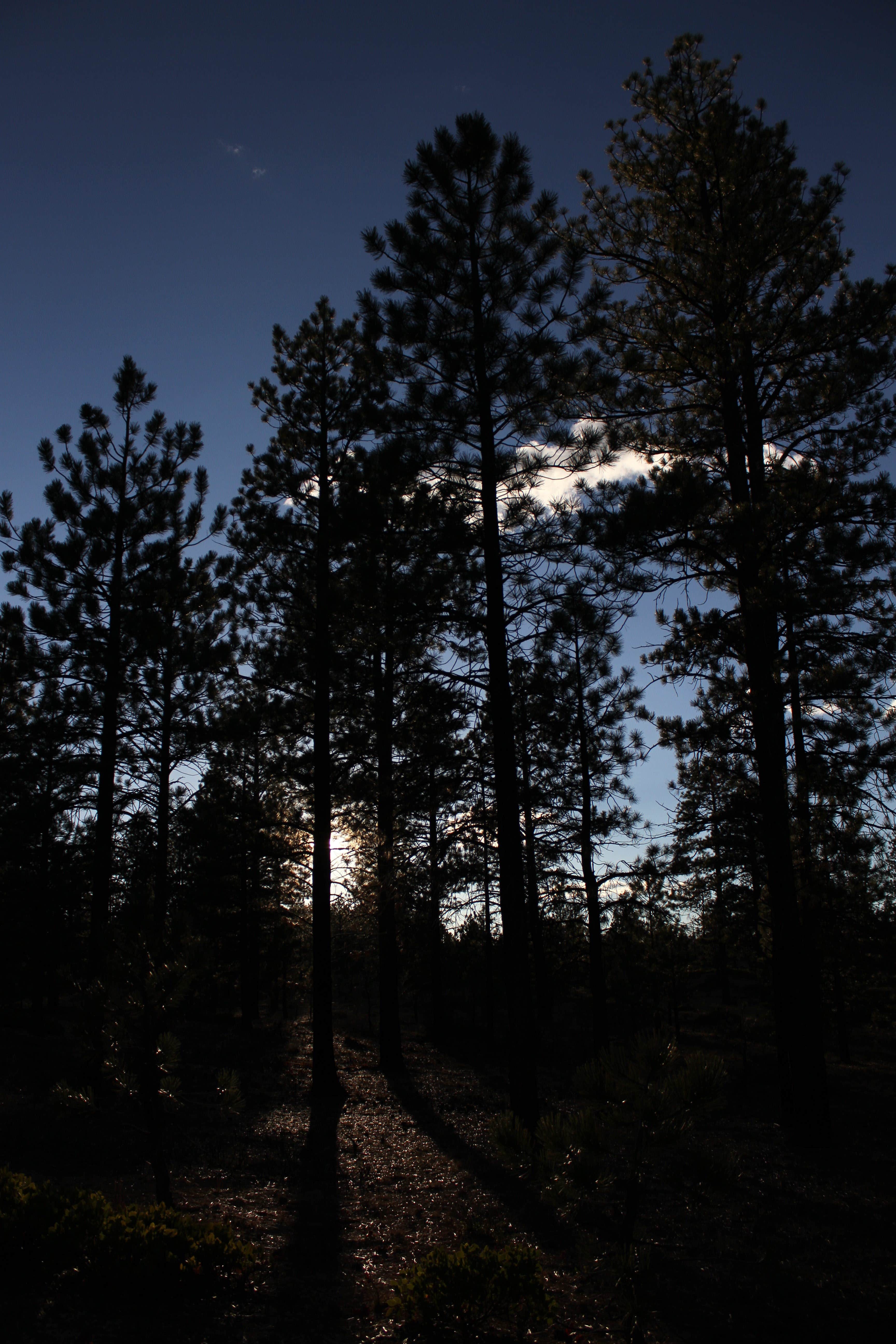 Stoddard Creek Campground Dubois, ID