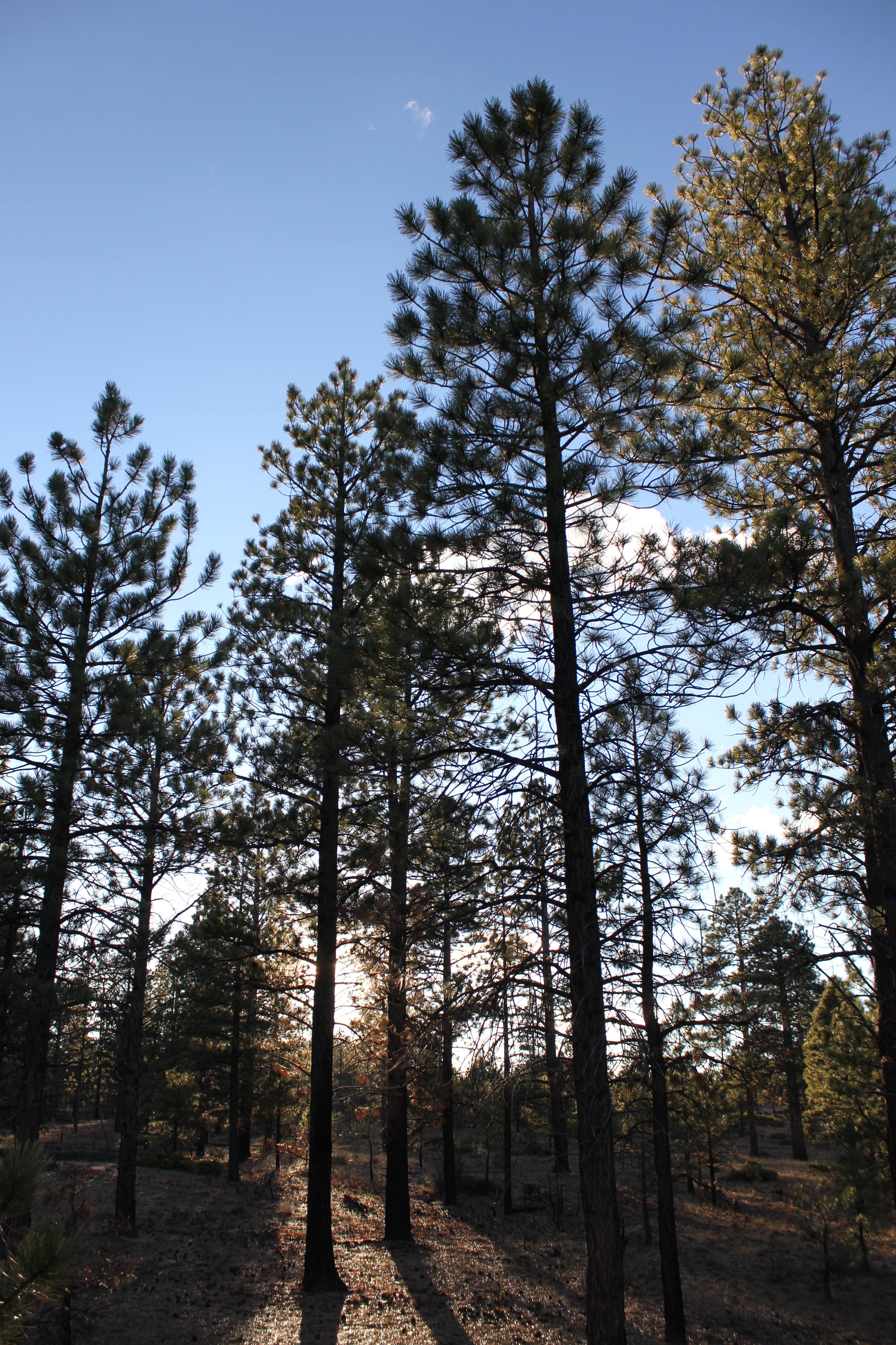Camper-submitted photo at Stoddard Creek Campground near Spencer, ID