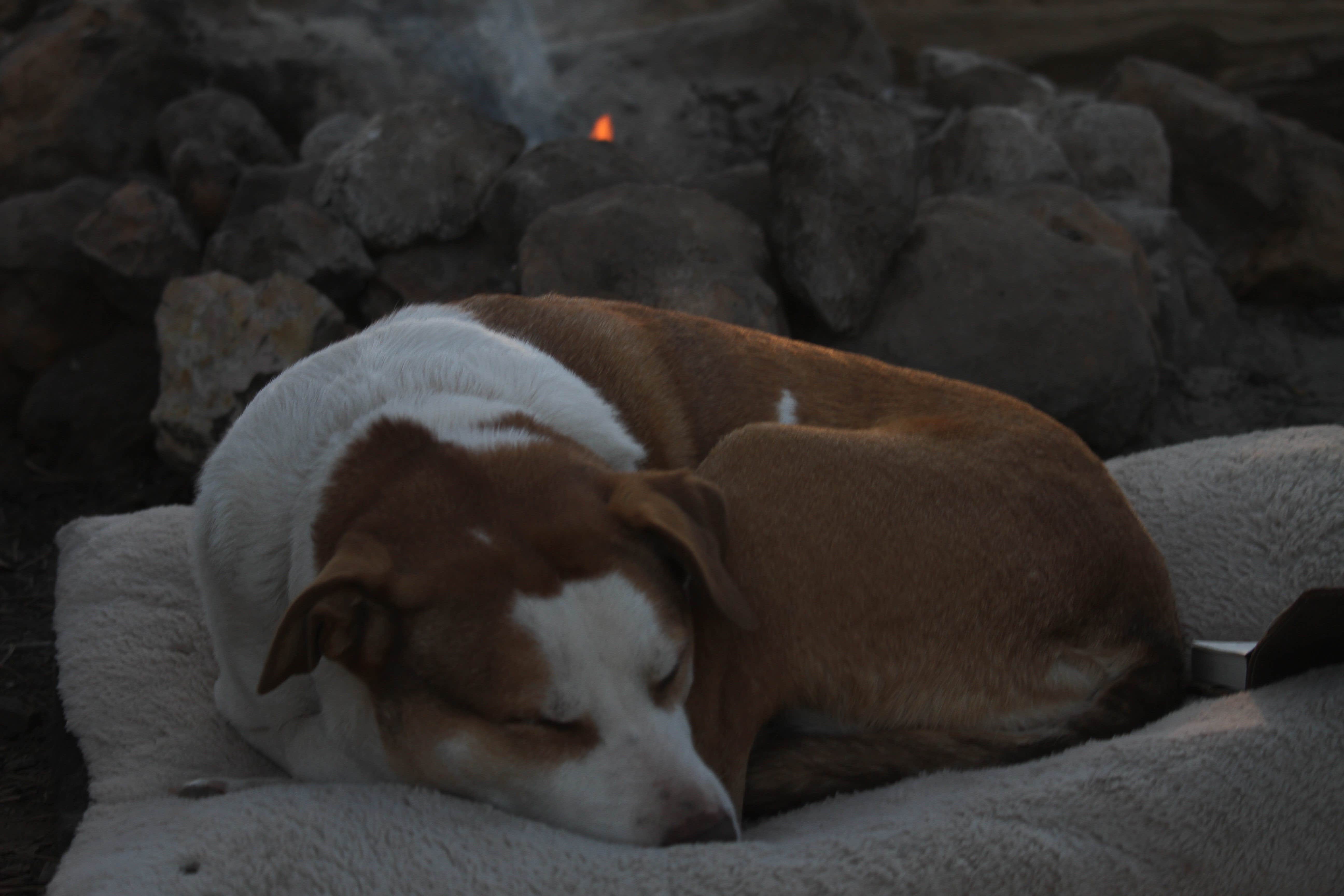 Daniel S.'s photo of camping with pets at Stoddard Creek Campground near Lima, MT