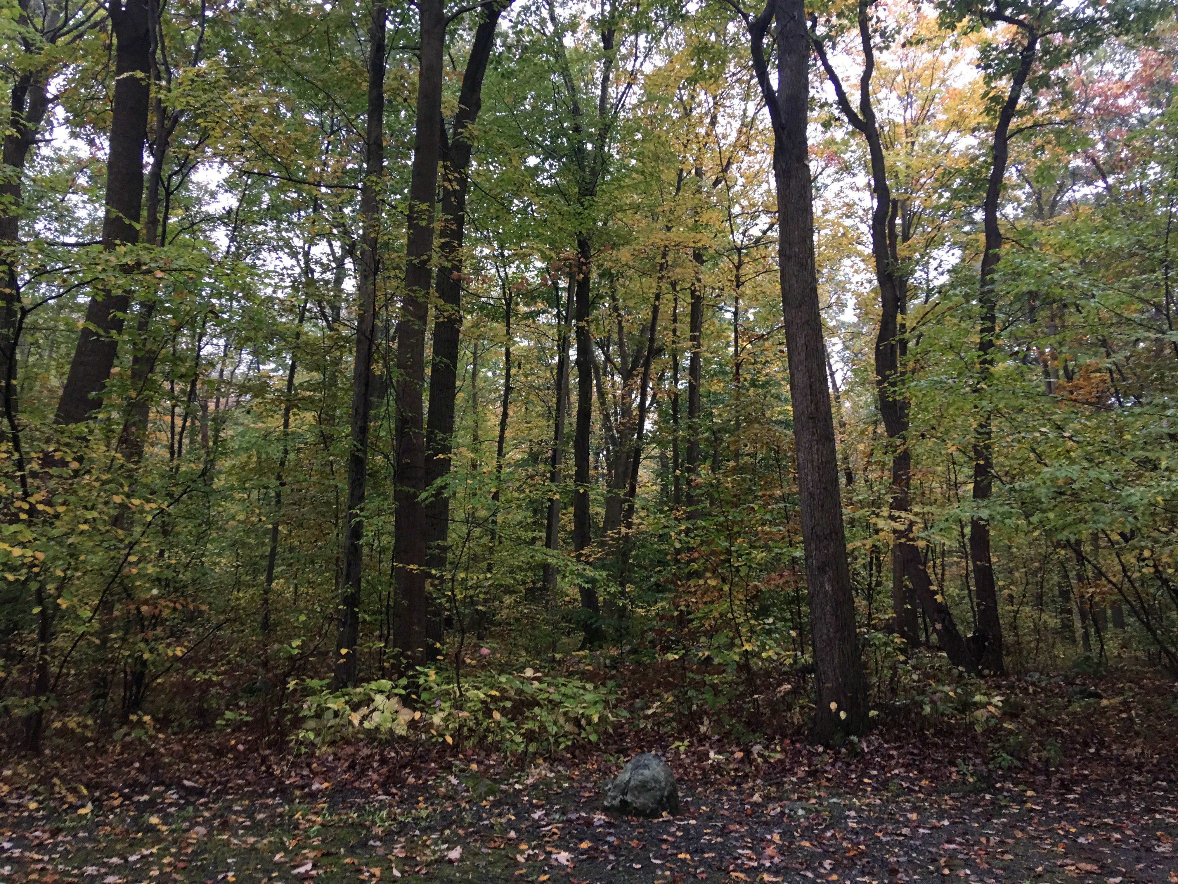 Camper submitted image from Mahlon Dickerson Reservation - 3