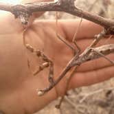 Review photo of Catalina State Park Campground by Daniel S., October 14, 2017