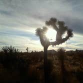 Review photo of Joshua Tree South - BLM Dispersed by Daniel S., October 14, 2017