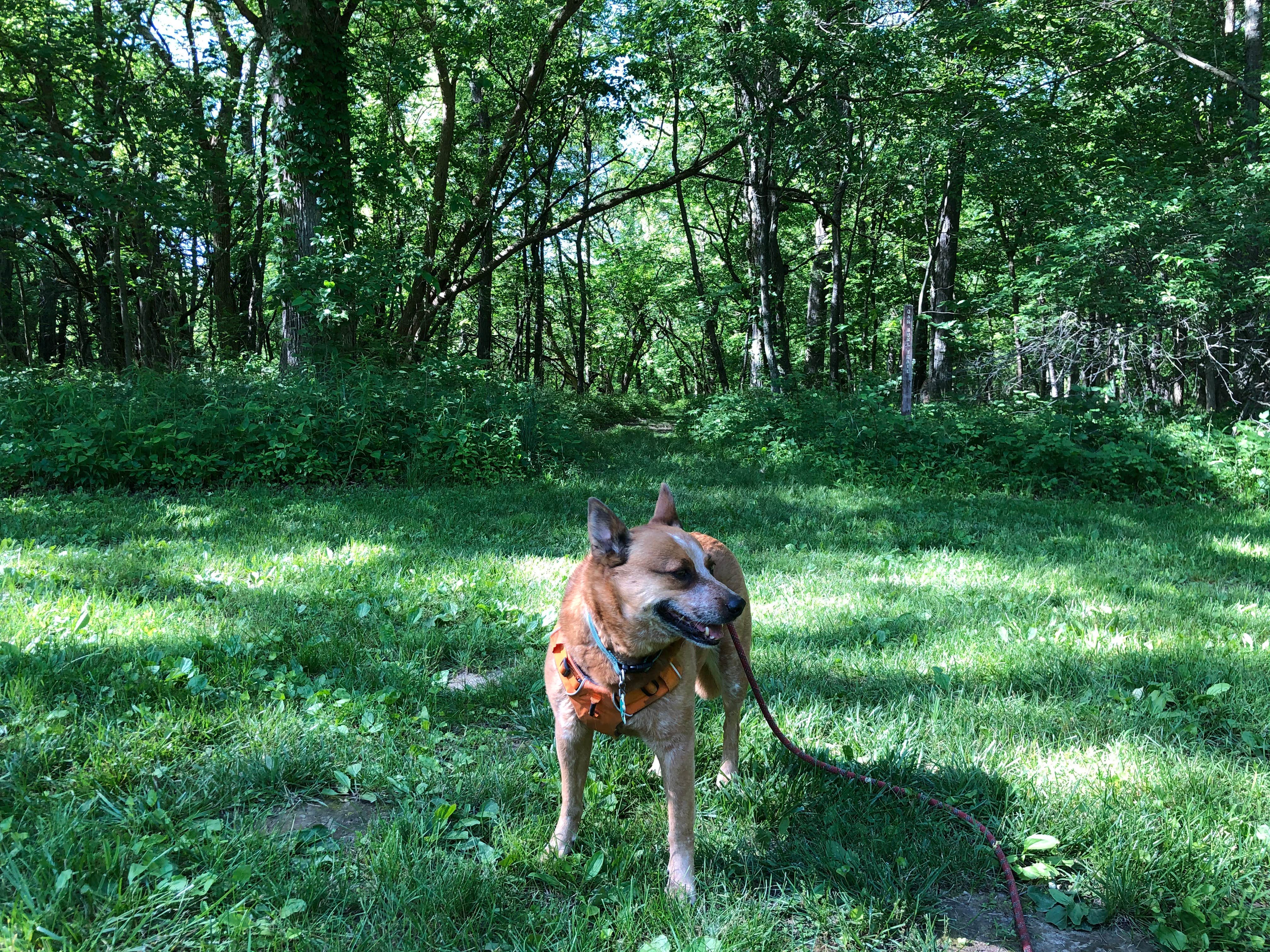 Camper-submitted photo at Harry L Swartz Campground near Danville, IL
