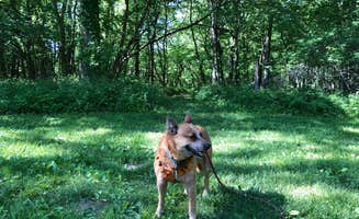 Art S.'s photo of camping with pets at Harry L Swartz Campground near Oakwood, IL