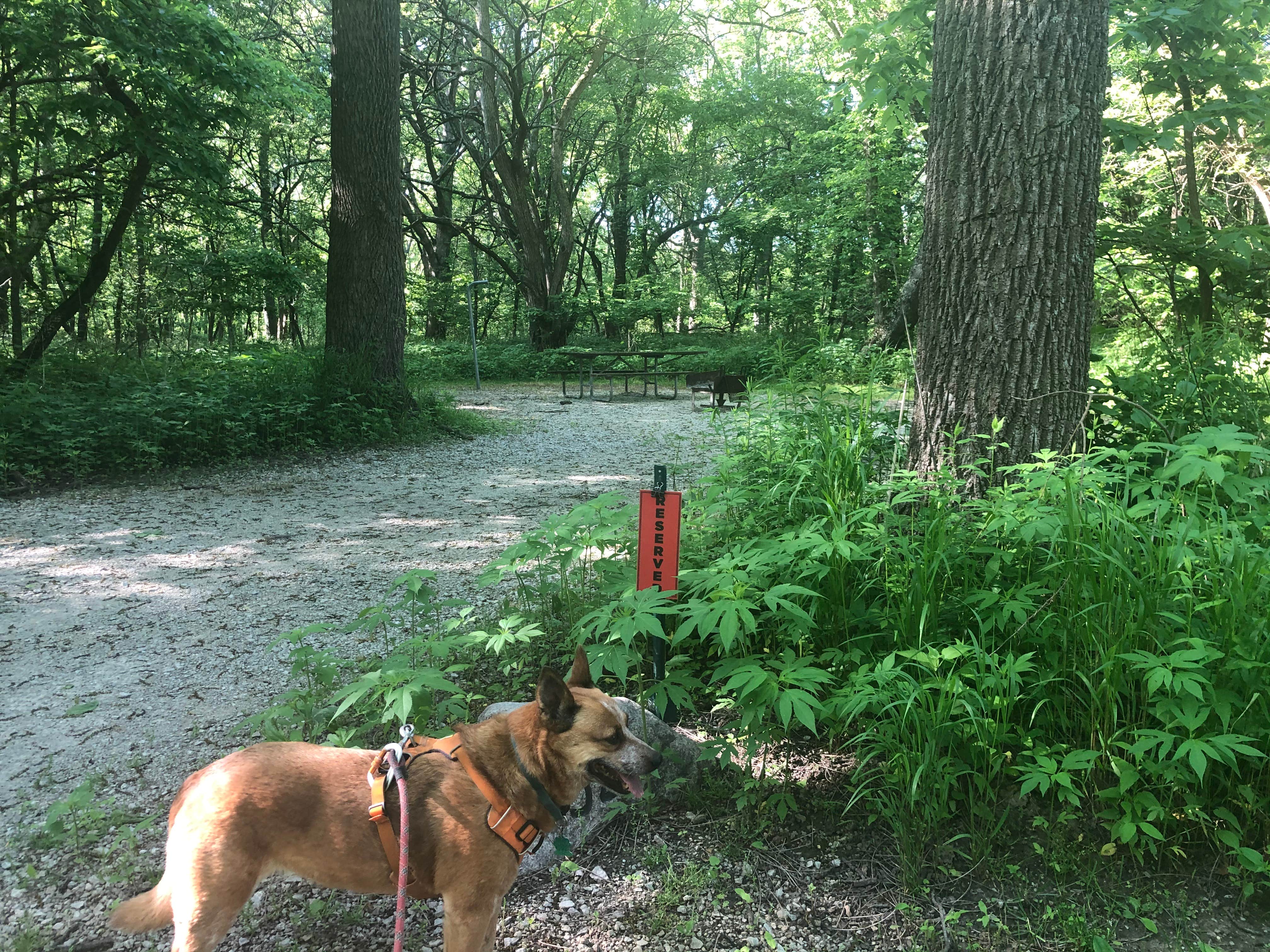 Art S.'s photo of camping with pets at Harry L Swartz Campground near Champaign, IL