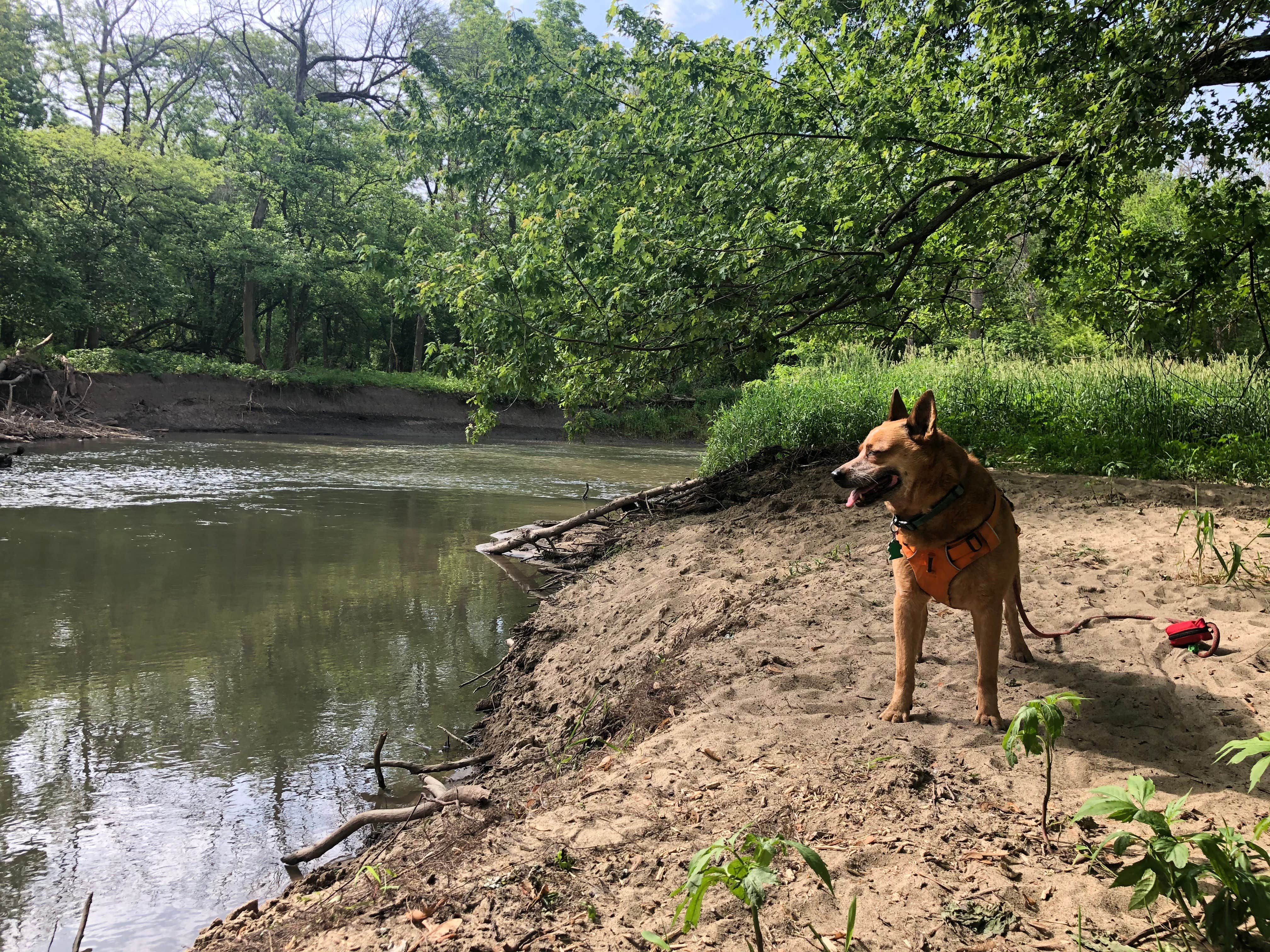 Camper-submitted photo at Harry L Swartz Campground near Danville, IL