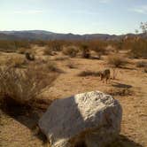 Review photo of Ryan Campground — Joshua Tree National Park by Daniel S., October 14, 2017