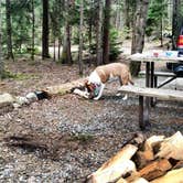 Review photo of Blackwoods Campground — Acadia National Park by Daniel S., October 14, 2017