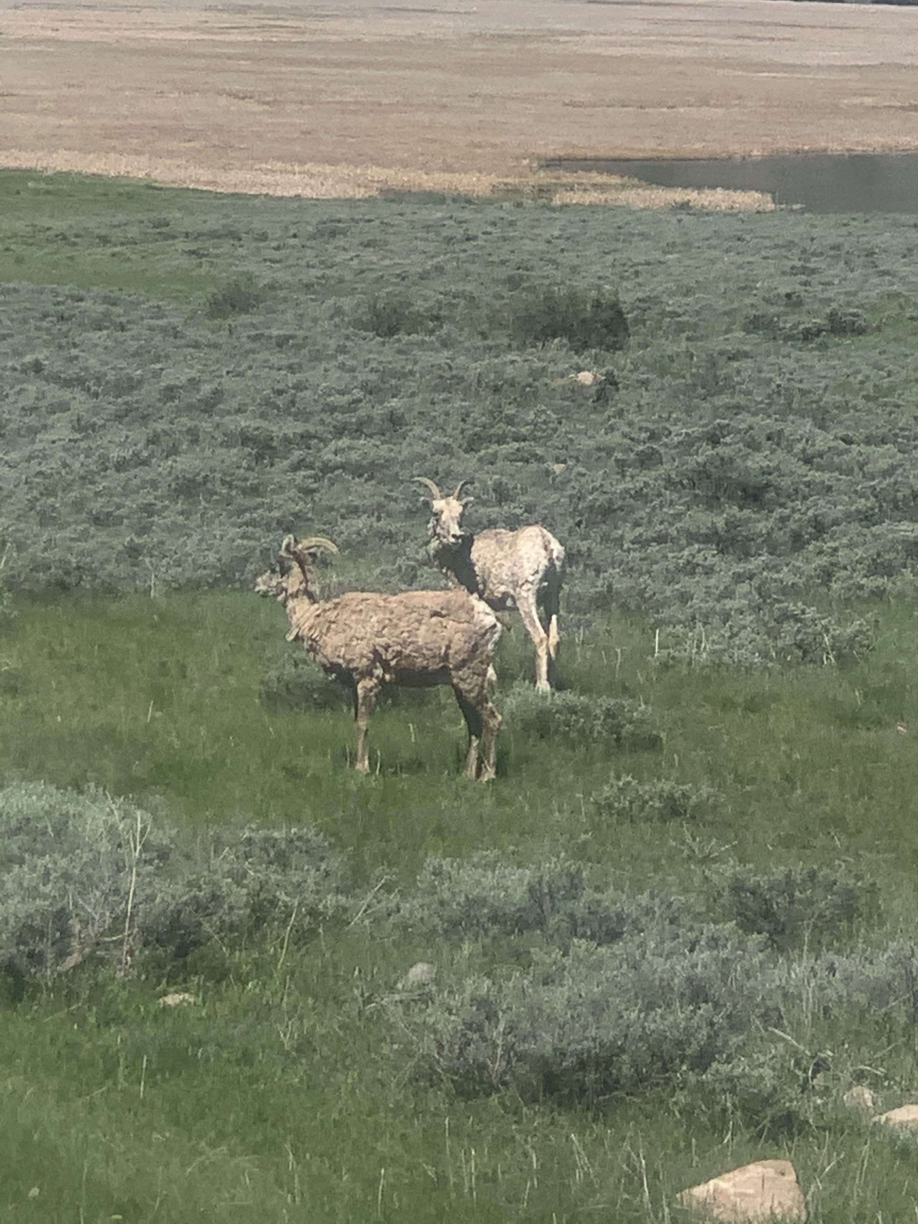 Camper-submitted photo at Curtis Canyon Campground near Jackson, WY