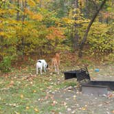 Review photo of Hastings Campground by Sarah C., June 5, 2020