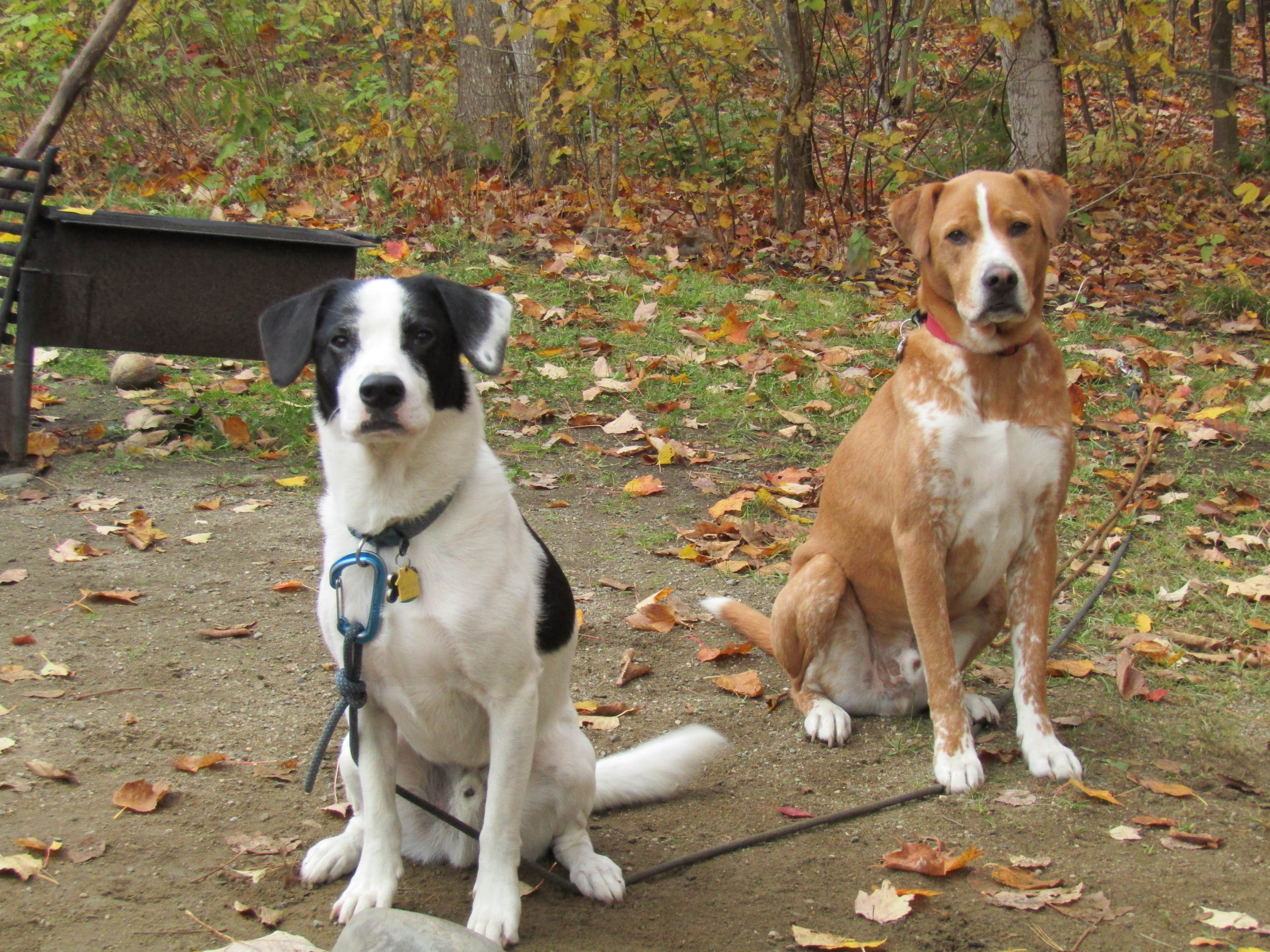 Sarah C.'s photo of camping with pets at Hastings Campground near Chatham, NH