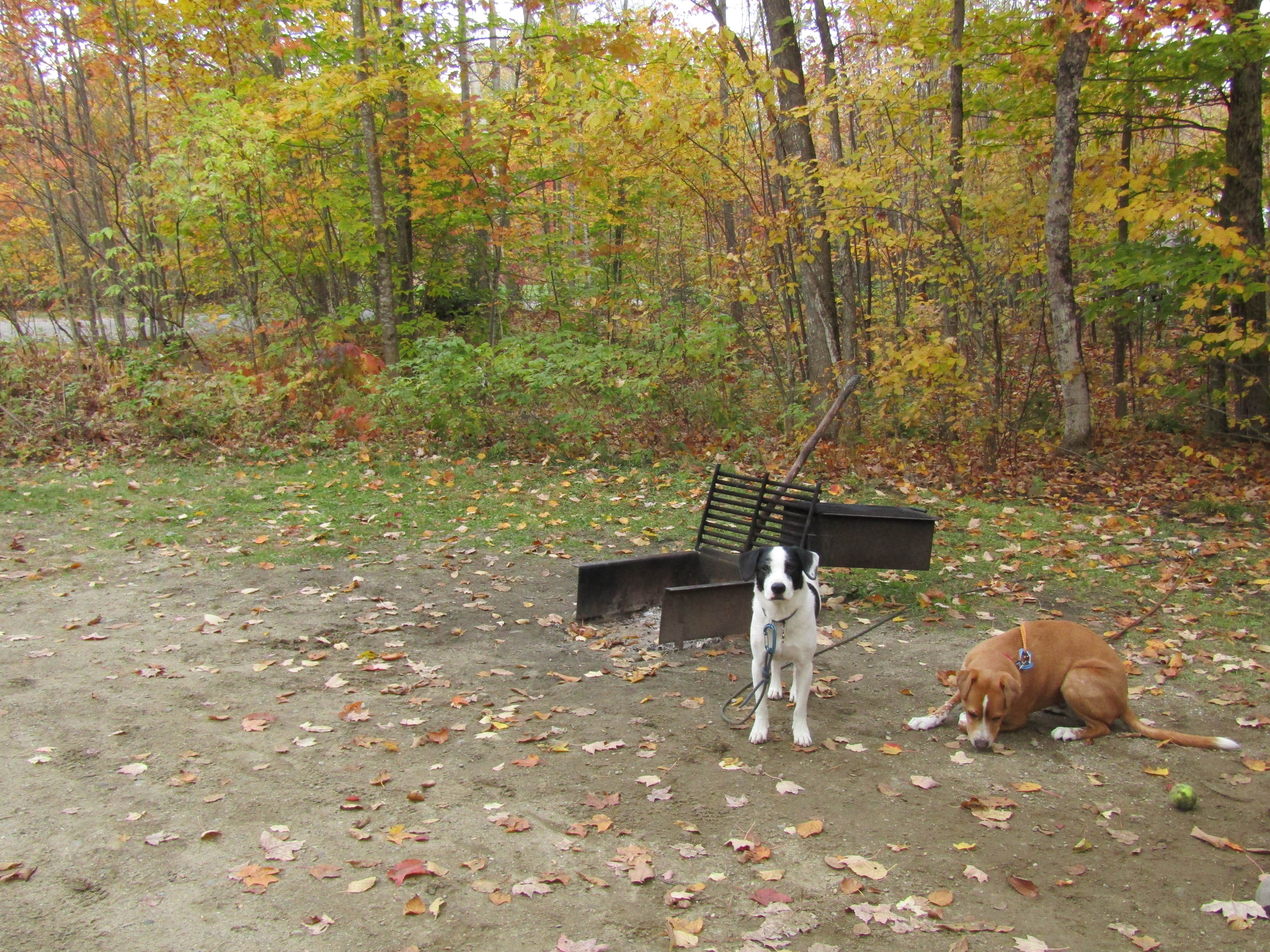 Sarah C.'s photo of camping with pets at Hastings Campground near Rumford, ME