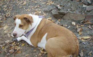 Daniel S.'s photo of camping with pets at Osage Hills State Park Campground in Oklahoma