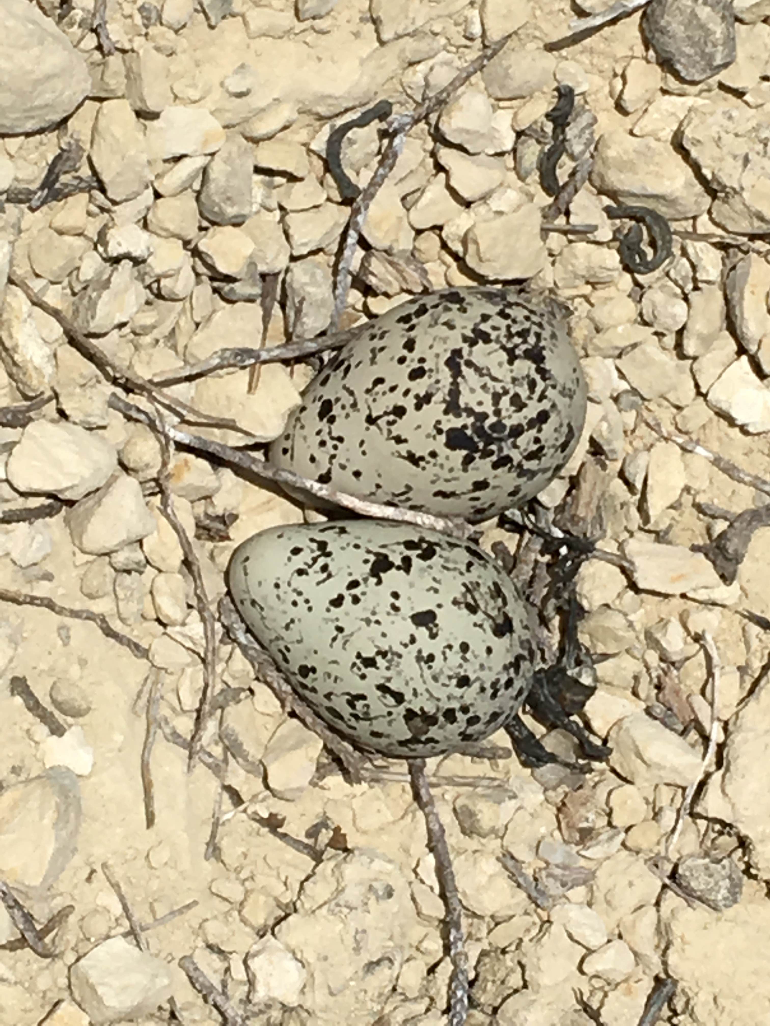 Camper-submitted photo at Fishers of Men Ranch near Burnet, TX