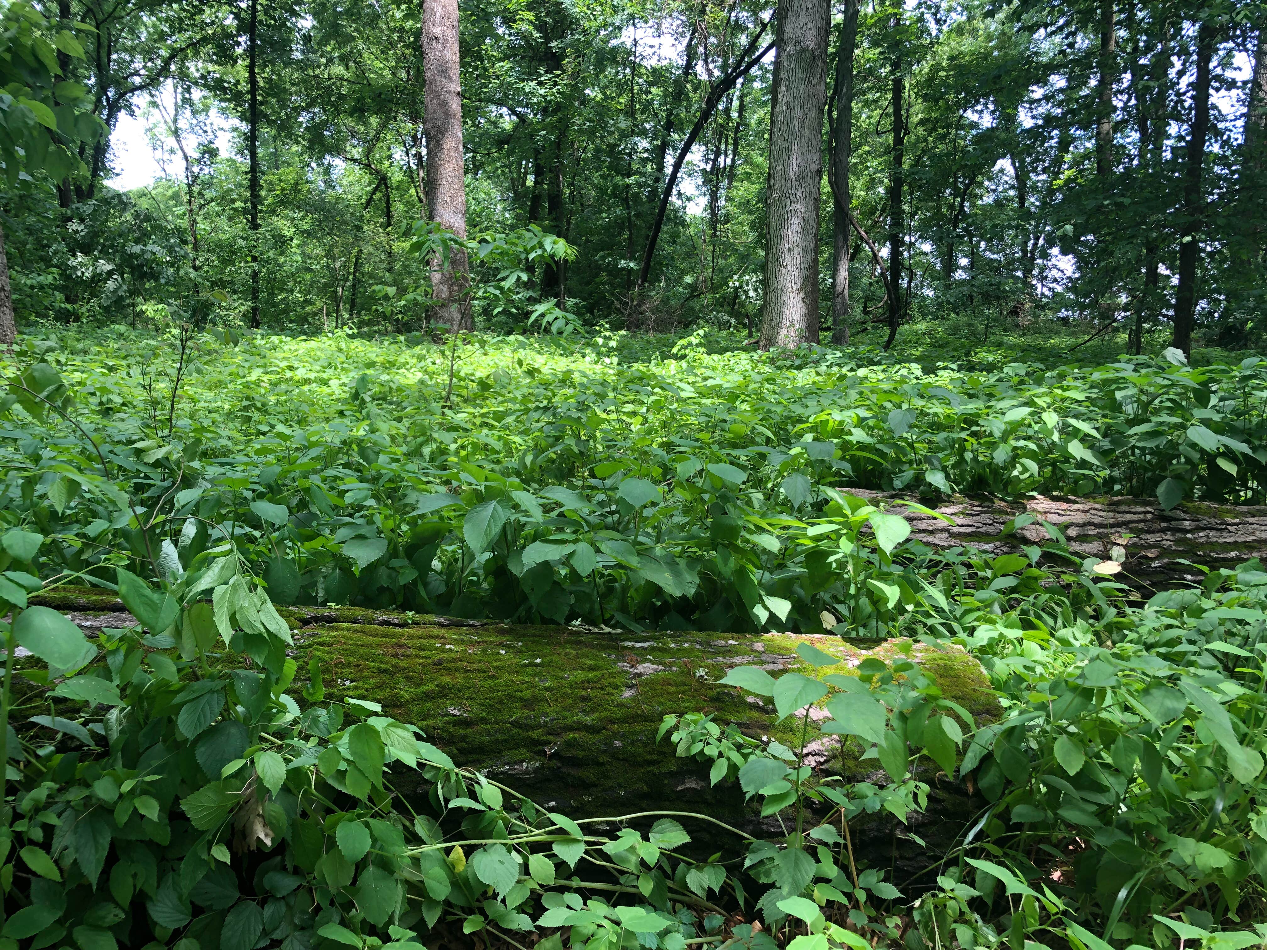 Camper-submitted photo at Walnut Point State Park Campground near Charleston, IL